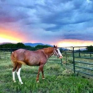 Meet your Posher, Virginia